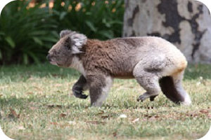 Koala am Boden